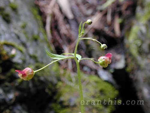 サツキヒナノウスツボ