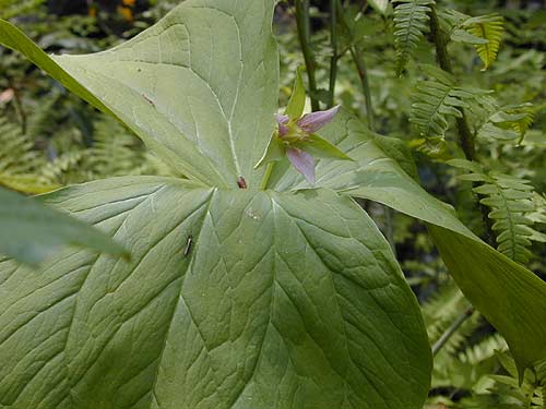 シロバナエンレイソウ