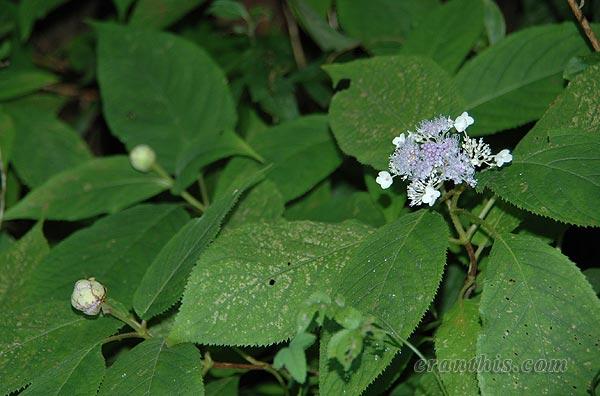 タマアジサイ