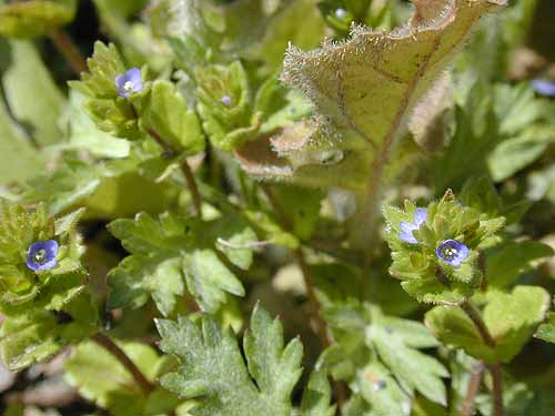 タチイヌノフグリ