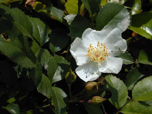 テリハノイバラ