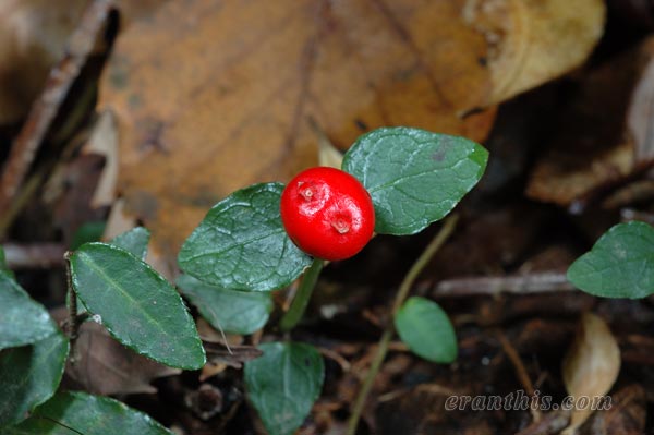 ツルアリドオシ