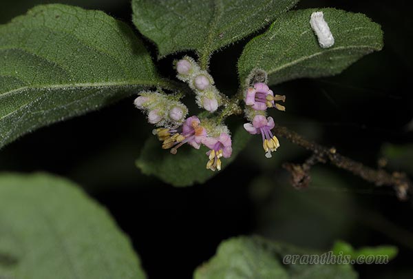 ヤブムラサキ花