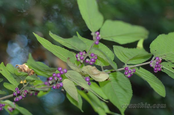 ヤブムラサキ実