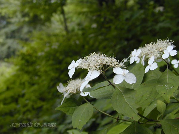 ヤマアジサイ