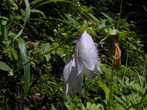 ヤマホタルブクロ