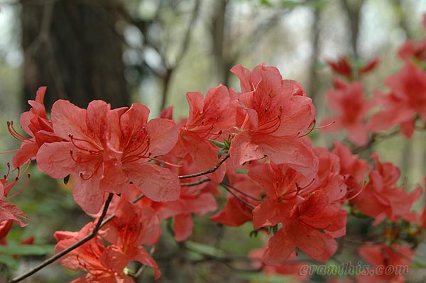 ヤマツツジ、アップ
