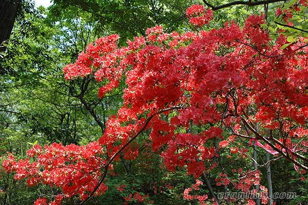 ヤマツツジ全体