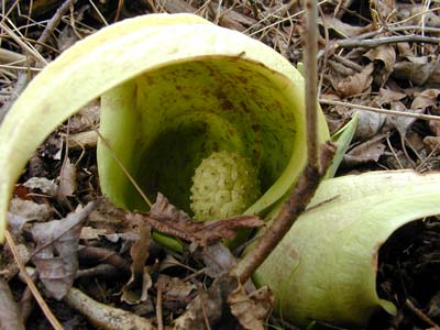 アオザゼンソウ