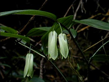 ホウチャクソウ