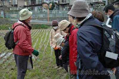 田んぼで春の七草を探す