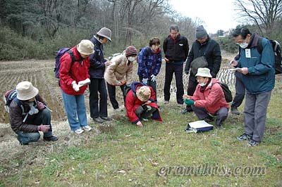 休耕田でコオニタビラコを探す