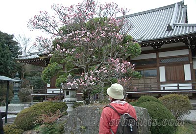 長松寺のウメ