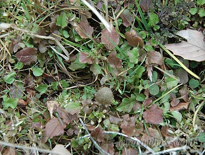 コオニタビラコ