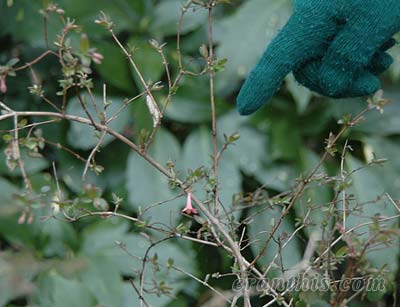 ウグイスカグラ