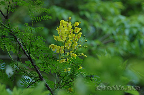 ジャケツイバラ