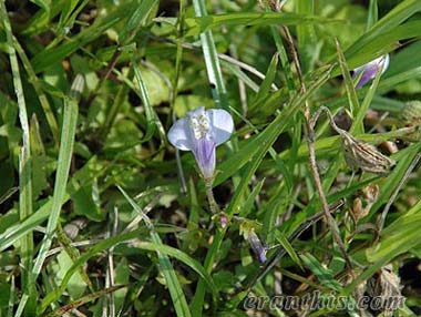 ムラサキサギゴケ