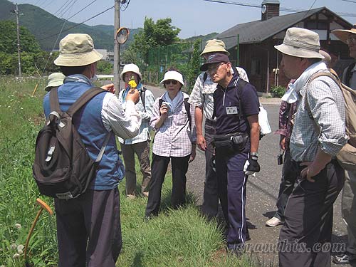 カントウタンポポとセイヨウタンポポ