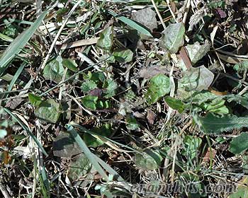 コオニタビラコ