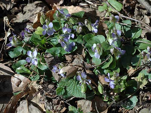 タチツボスミレ