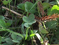 四つ葉のクローバー