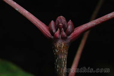 ゴンズイの冬芽