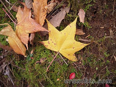 モミジバフウの葉