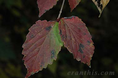 オトコヨウゾメ