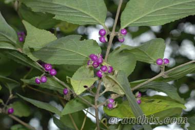 ヤブムラサキの実