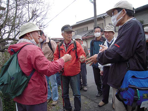 スズメノエンドウとカスマグサの比較