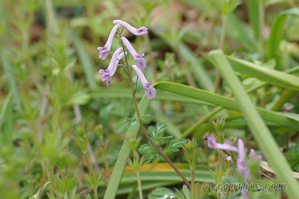 ジロボウエンゴサク