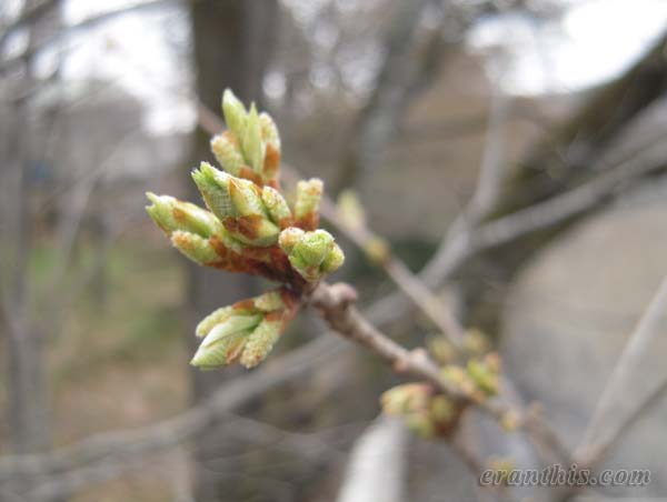 クヌギの芽吹き