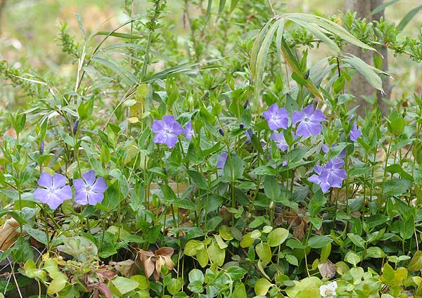 ツルニチニチソウ