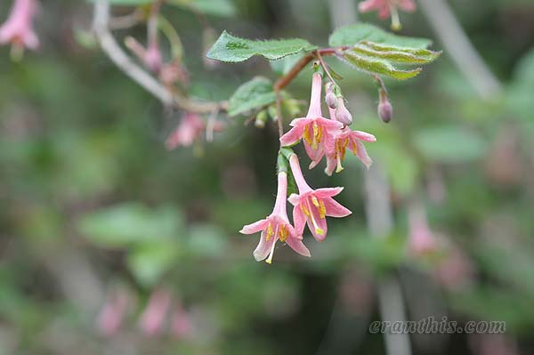 ウグイスカグラ