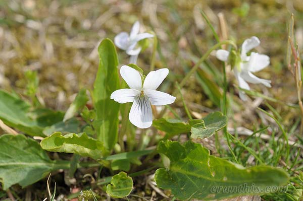 アリアケスミレ