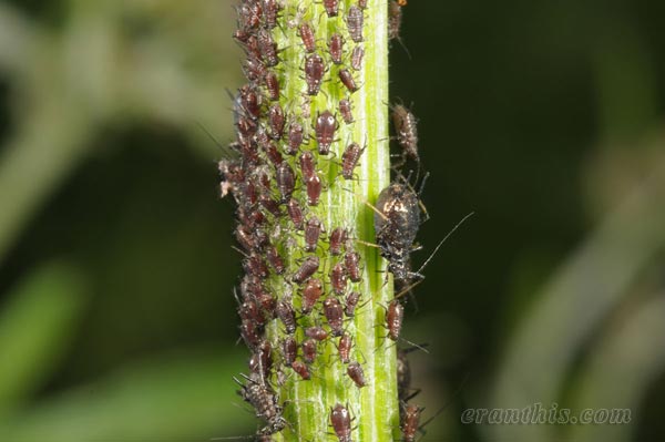 アザミクロヒゲナガアブラムシ