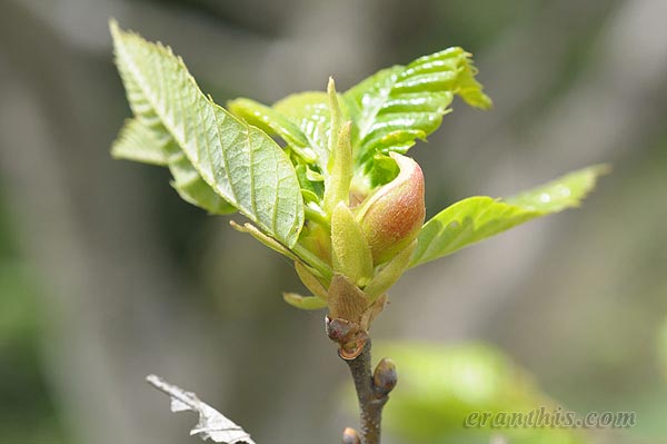 クリメコブズイフシ