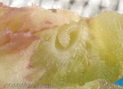 クリタマバチの幼虫