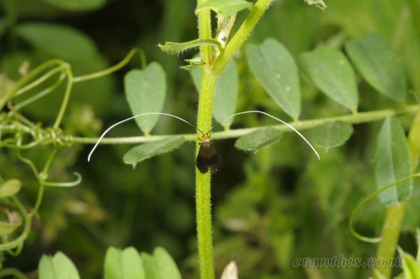 クロハネシロヒゲナガ