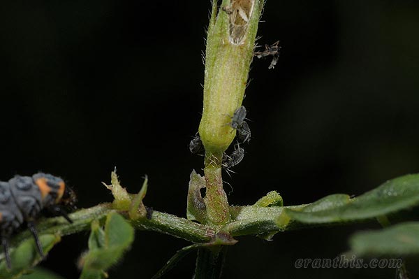 マメアブラムシ