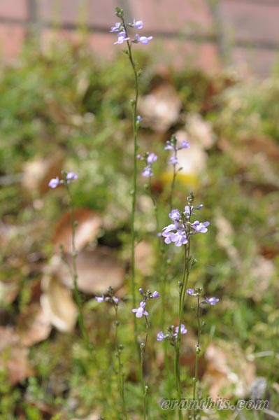 マツバウンラン