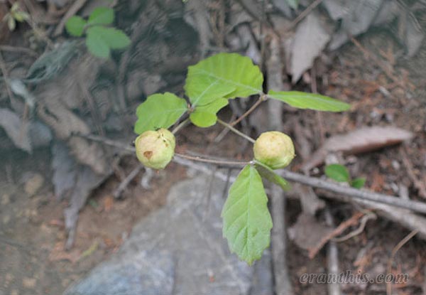 ナラメリンゴフシ