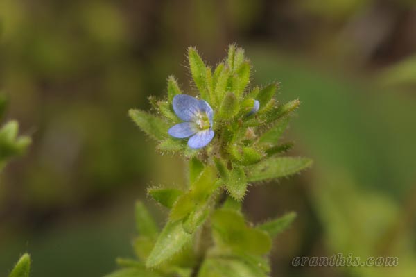 タチイヌノフグリ