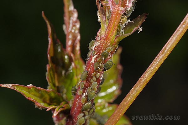 ワタアブラムシ