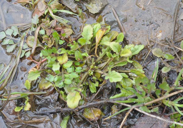 コオニタビラコ