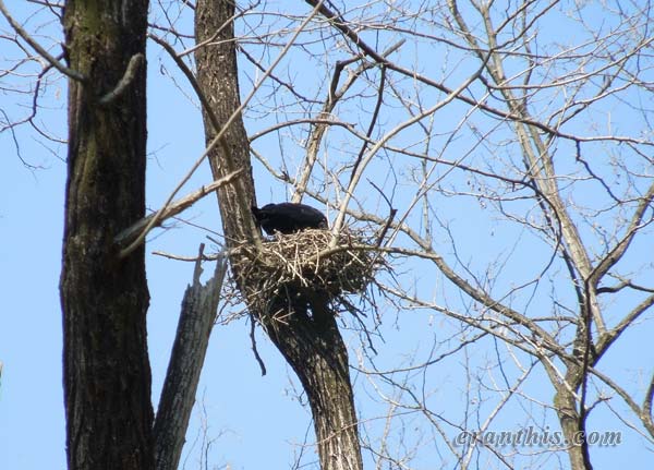 カラスの巣