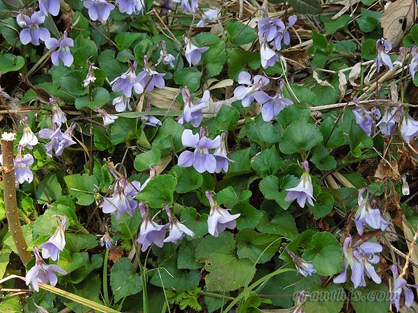 タチチボスミレ