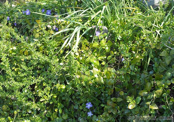 ツルニチニチソウ