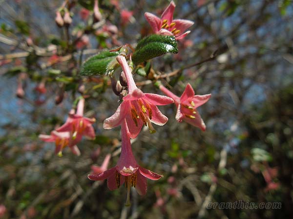 ウグイスカグラ