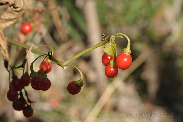 ハダカホオヅキの実